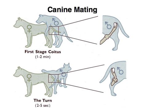 dog penis knot|What Is A Dog Knot